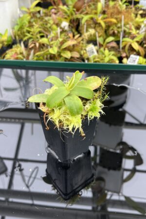 Close Up of Nepenthes murudensis (Gunung Murud, Borneo) | Andreas Wistuba | AW-01 | H25082