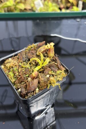 Close Up of Nepenthes naga x flava | JH | Jeremiah Harris | JH-466 | H24990