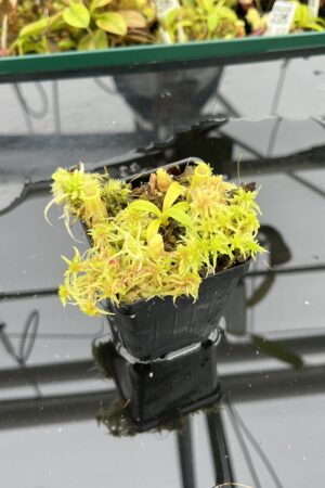 Close Up of Nepenthes naga x flava | JH | Jeremiah Harris | JH-466 | H25069