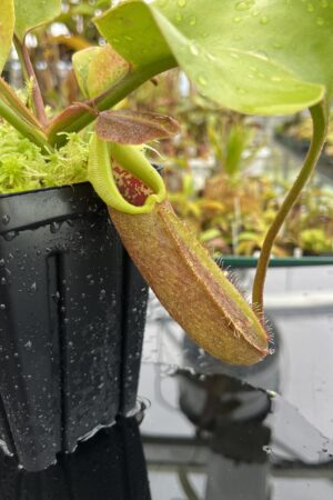 Close Up of Nepenthes nebularum (Mt. Mayo) | Andreas Wistuba | AW-04 | H25108