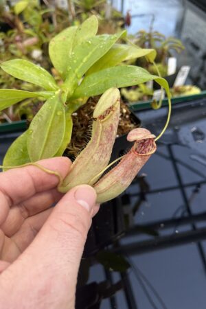Close Up of Nepenthes northiana | Borneo Exotics | BE-3357 | L24892
