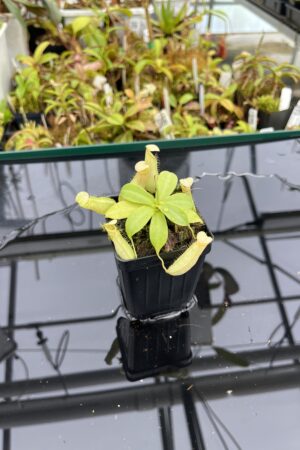 Close Up of Nepenthes northiana | Borneo Exotics | BE-3357 | L24908
