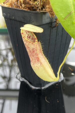 Close Up of Nepenthes northiana | Borneo Exotics | BE-3357 | L25047