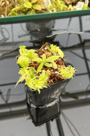 Close Up of Nepenthes palawanensis x peltata | Florae Collaborative | FC-393 | IN25012