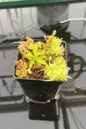 Close Up of Nepenthes palawanensis x villosa | JH | Clone 1 | Jeremiah Harris | JH-390.01 | H24970