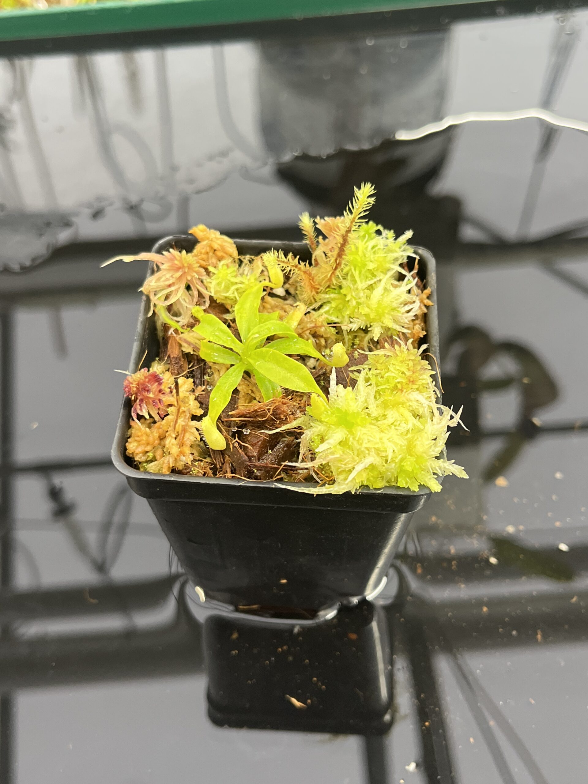 Close Up of Nepenthes palawanensis x villosa | JH | Clone 1 | Jeremiah Harris | JH-390.01 | H24970