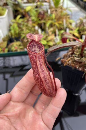 Close Up of Nepenthes peltata | Borneo Exotics | BE-4613 | IN25171