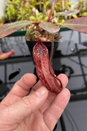 Close Up of Nepenthes peltata | Borneo Exotics | BE-4613 | IN25172