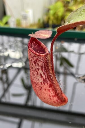 Close Up of Nepenthes peltata x lowii | Borneo Exotics | BE-4650 | IN25169