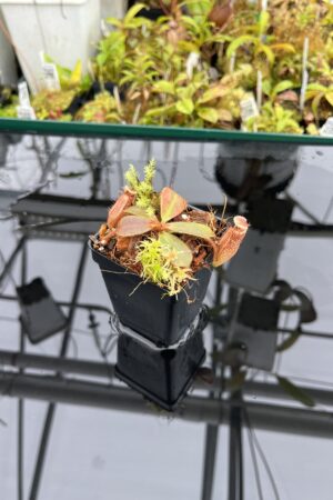 Close Up of Nepenthes peltata x mollis | Andreas Wistuba | AW-(ISC) | IN25106