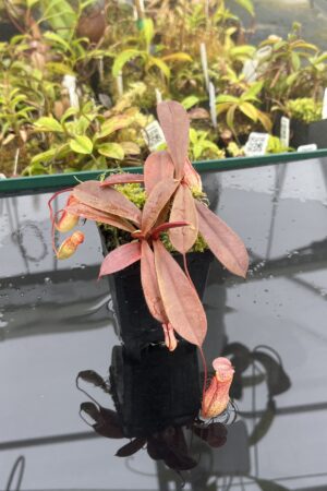 Close Up of Nepenthes peltata x ovata | Randomly selected from various clones (RSC) | Andreas Wistuba | AW-Nx_peltXov.1 | IN25104