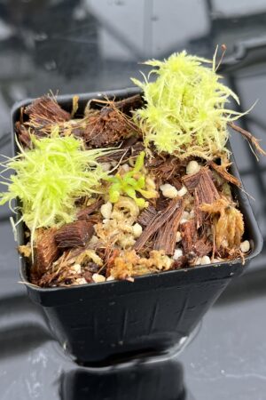 Close Up of Nepenthes peltata x villosa | Clone 2 | Jeremiah Harris | JH-449.02 | IN24807