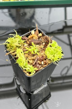 Close Up of Nepenthes peltata x villosa | Clone 2 | Jeremiah Harris | JH-449.02 | IN24841