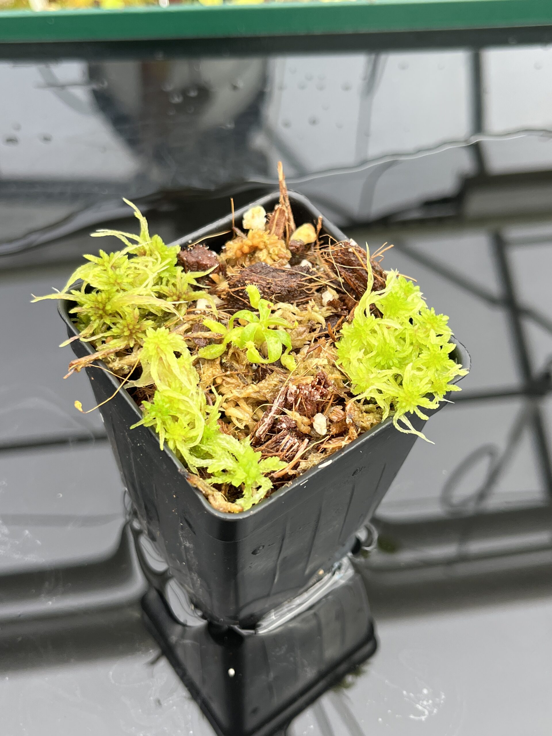 Close Up of Nepenthes peltata x villosa | Clone 2 | Jeremiah Harris | JH-449.02 | IN24841