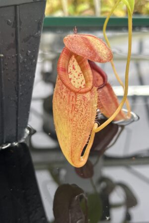 Close Up of Nepenthes petiolata x flava | Borneo Exotics | BE-4035 | H24949