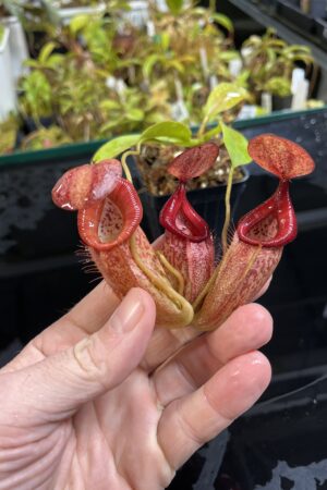 Close Up of Nepenthes petiolata x flava | Borneo Exotics | BE-4035 | H25214