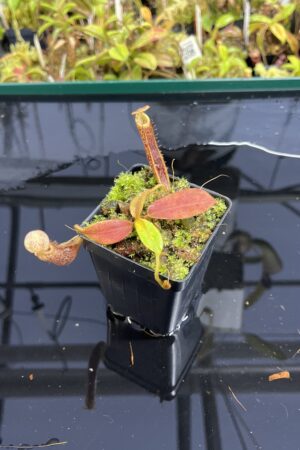 Close Up of Nepenthes platychila | Borneo Exotics | BE-4065 | H24994