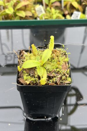 Close Up of Nepenthes platychila | PT | Florae Collaborative | FC-346.04 | H25071