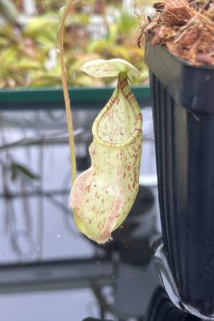 Close Up of Nepenthes rafflesiana | Borneo Exotics | BE-3141 | L25046