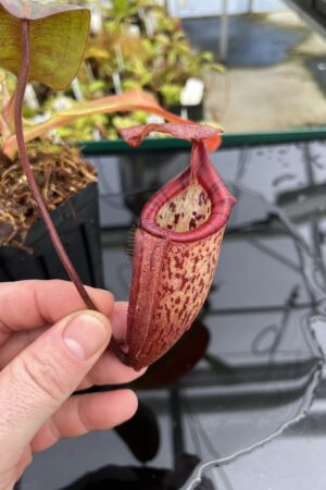 Close Up of Nepenthes rajah x burbidgeae | Borneo Exotics | BE-4657 | H24843