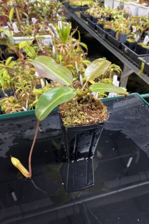 Close Up of Nepenthes rajah x burbidgeae | Borneo Exotics | BE-4657 | H25236