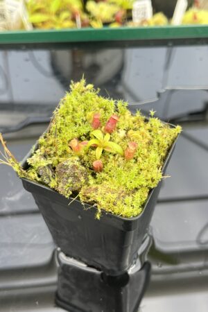 Close Up of Nepenthes rajah x edwardsiana | JH | Florae | Clone 2 | Jeremiah Harris | JH-96.02 | H24857