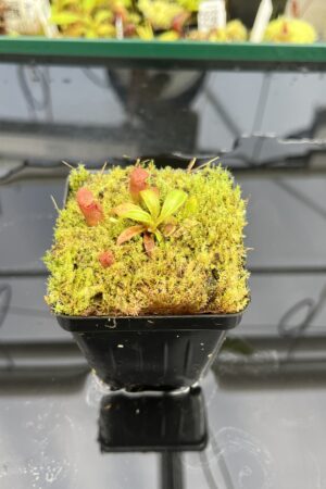 Close Up of Nepenthes rajah x edwardsiana | JH | Florae | Clone 2 | Jeremiah Harris | JH-96.02 | H24859