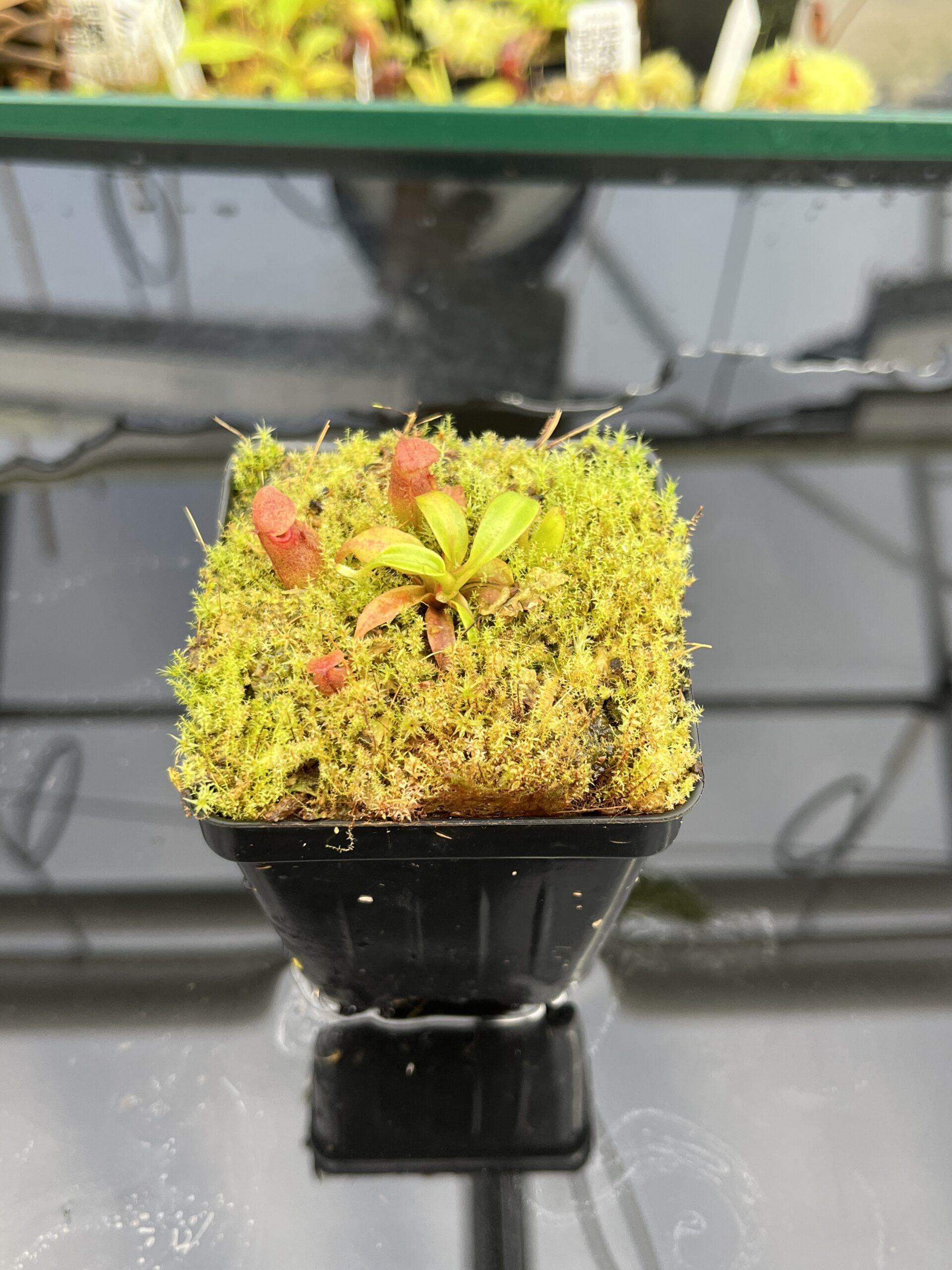 Close Up of Nepenthes rajah x edwardsiana | JH | Florae | Clone 2 | Jeremiah Harris | JH-96.02 | H24859