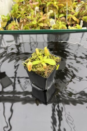 Close Up of Nepenthes rajah x eymae | Florae Collaborative | FC-074.IC | H24931