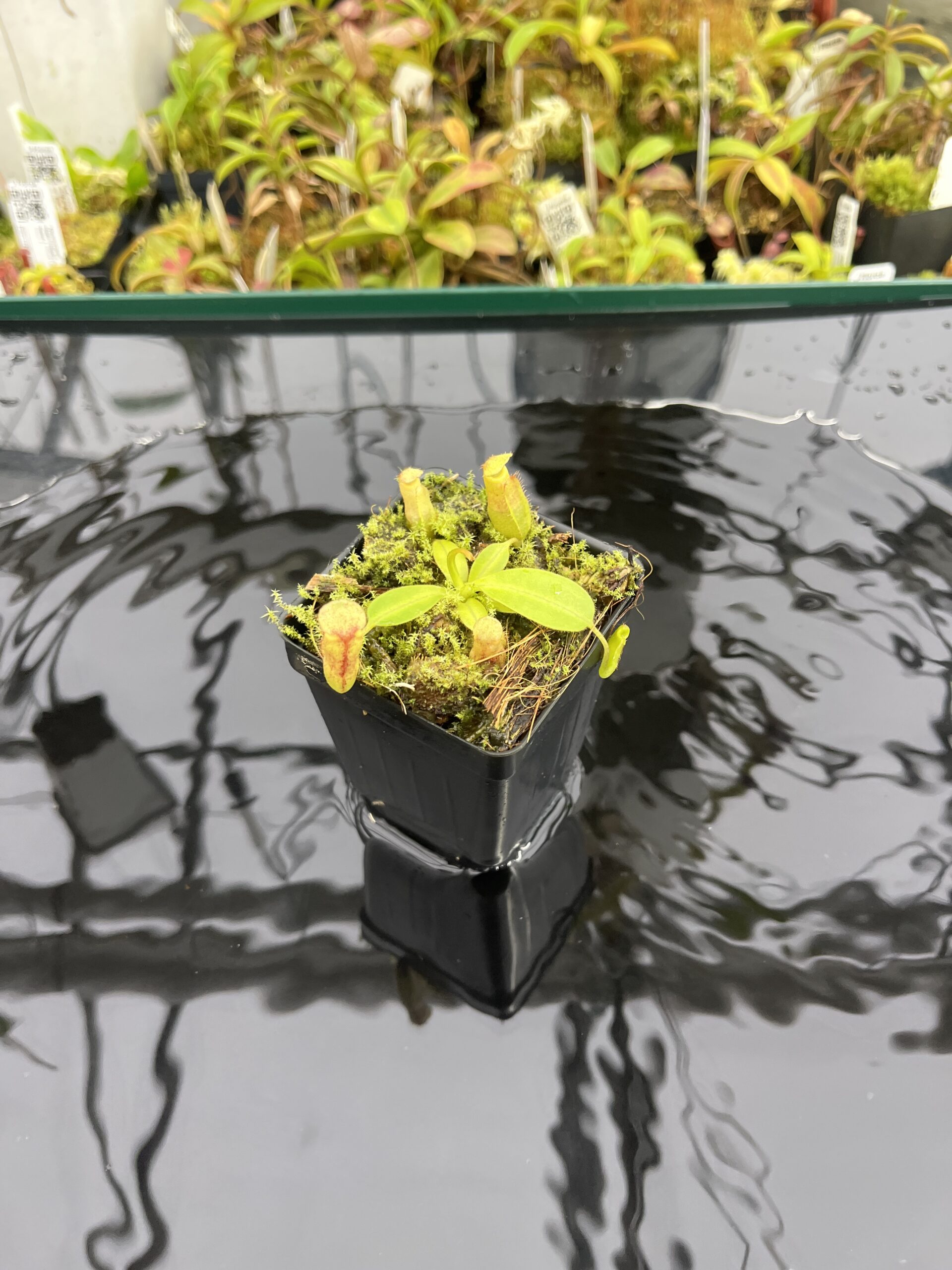 Close Up of Nepenthes rajah x eymae | Florae Collaborative | FC-074.IC | H24931