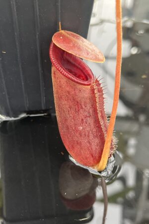 Close Up of Nepenthes rajah x lowii | Borneo Exotics | BE-4502 | H24950