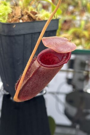 Close Up of Nepenthes rajah x lowii | Borneo Exotics | BE-4502 | H25213