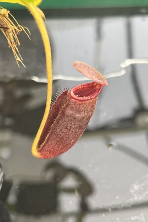 Close Up of Nepenthes rajah x lowii | Borneo Exotics | BE-4529 | H24873