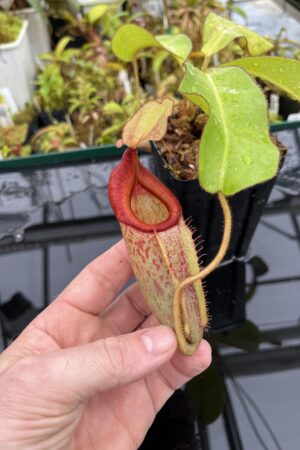 Close Up of Nepenthes rajah x veitchii | Borneo Exotics | BE-4578 | IN25166