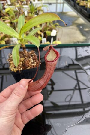 Close Up of Nepenthes ramispina x ventricosa | Borneo Exotics | BE-4537 | H24845