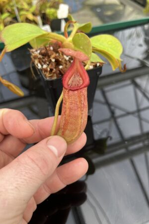 Close Up of Nepenthes robcantleyi x (burbidgeae x edwardsiana) | Borneo Exotics | BE-4023 | H24855