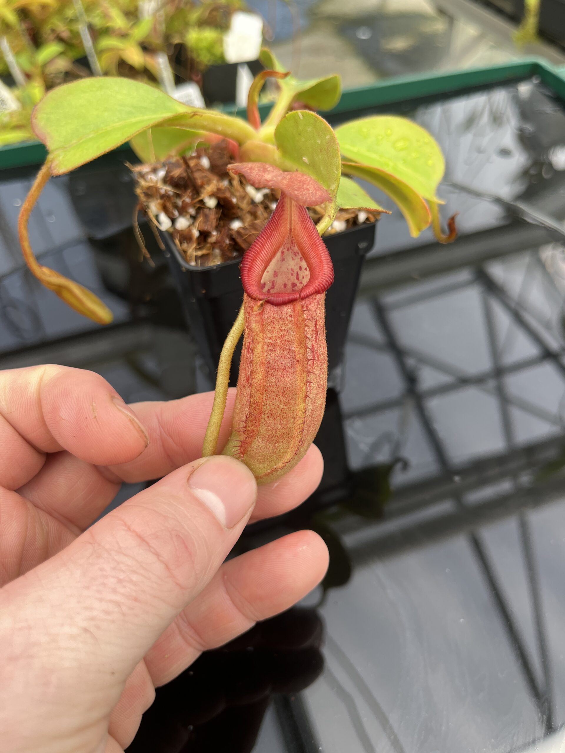 Close Up of Nepenthes robcantleyi x (burbidgeae x edwardsiana) | Borneo Exotics | BE-4023 | H24855