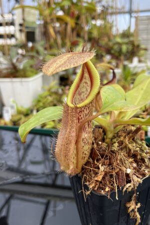 Close Up of Nepenthes robcantleyi x hamata | Borneo Exotics | BE-3958 | H24847