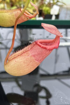 Close Up of Nepenthes robcantleyi x (sibuyanensis x ventricosa) | Borneo Exotics | BE-3748 | IN24805