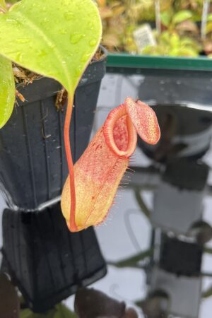 Close Up of Nepenthes robcantleyi x (sibuyanensis x ventricosa) | Borneo Exotics | BE-3748 | IN24944