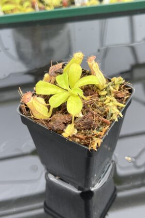 Close Up of Nepenthes robcantleyi x veitchii 'The Wave' | FB | Florae | Florae Collaborative | FC-317.01 | IN24839