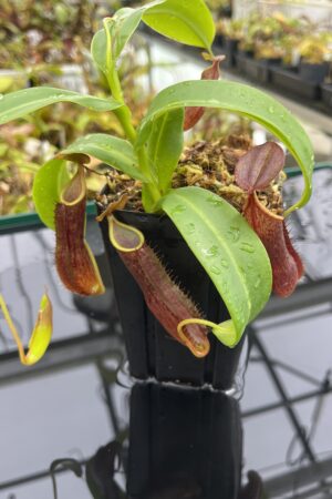 Close Up of Nepenthes sanguinea | Borneo Exotics | BE-4066 | IN24933