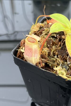 Close Up of Nepenthes sibuyanensis x attenboroughii | Borneo Exotics | BE-4579 | IN24821