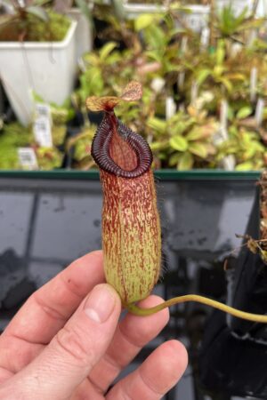 Close Up of Nepenthes sibuyanensis x hamata | Borneo Exotics | BE-3562 | IN24935