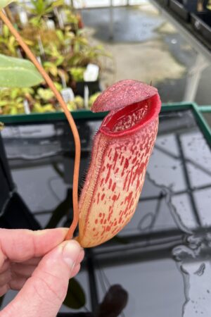 Close Up of Nepenthes sibuyanensis x klossii | Borneo Exotics | BE-4566 | IN24802