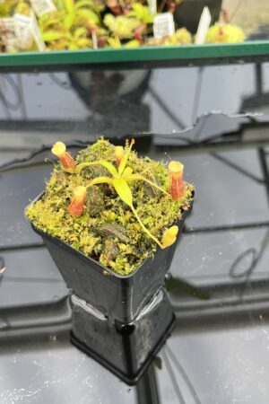 Close Up of Nepenthes singalana Belirang x villosa | JH | Clone 6 | Jeremiah Harris | JH-353.06 | H24860