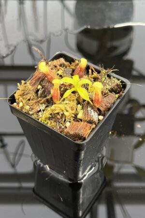 Close Up of Nepenthes singalana Belirang x villosa | JH | Jeremiah Harris | JH-353.01 | H24967