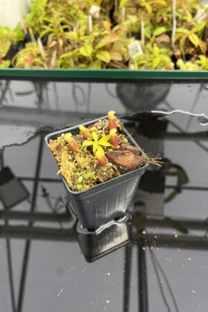 Close Up of Nepenthes singalana Belirang x villosa | JH | Jeremiah Harris | JH-353.01 | H24968