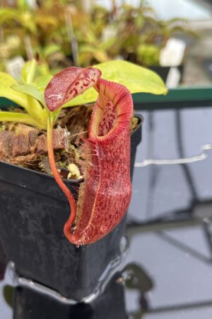 Close Up of Nepenthes singalana x (burbidgeae x edwardsiana) | Borneo Exotics | BE-4558 | H24872
