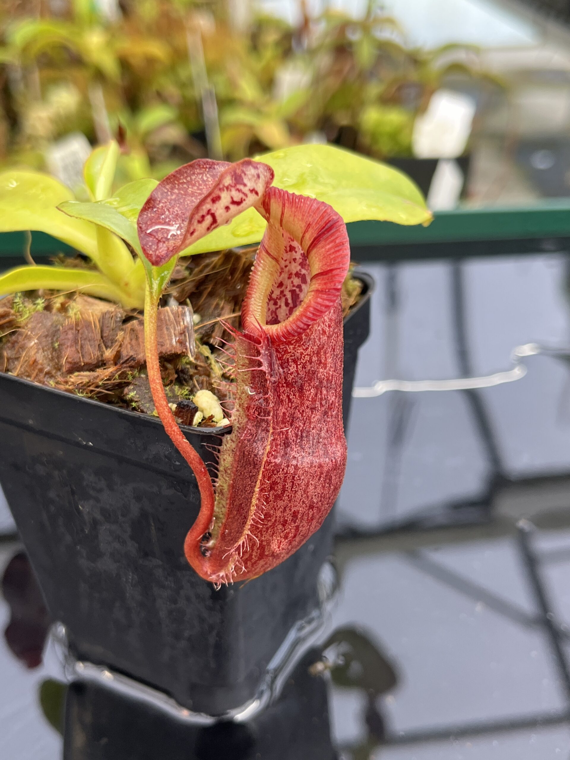Close Up of Nepenthes singalana x (burbidgeae x edwardsiana) | Borneo Exotics | BE-4558 | H24872